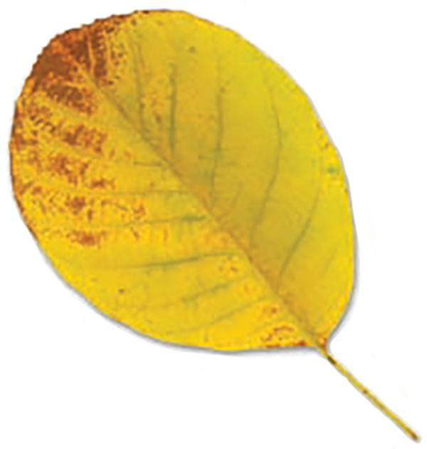 Photograph of an up-close brown and yellow leaf.